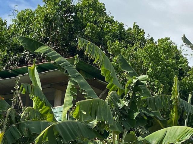 Gites Titanse, La Cabane Dans L Arbre Cadet  Exterior foto